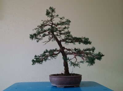 Juniperus "media blaauw"