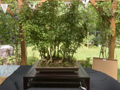 Forêt d’Erables de Burger
