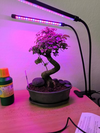 Bonsai