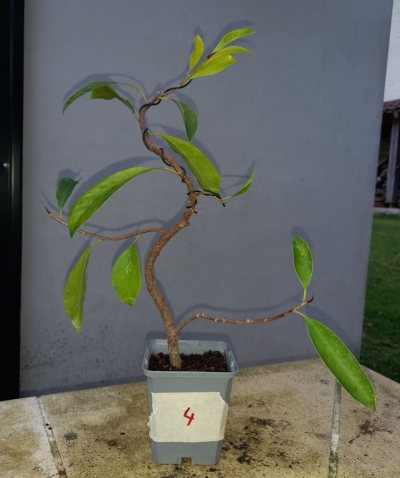 Ficus 4