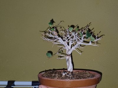 Triolmo