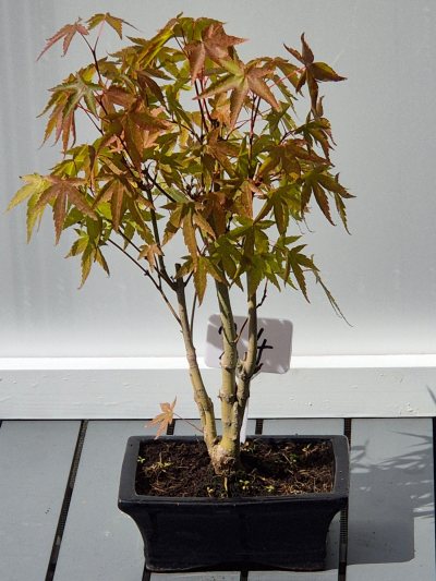 23. Japanse Esdoorn (groen)