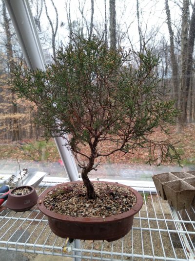 Eastern red cedar, curvy trunk Yamadory