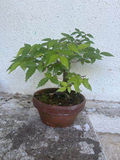 Bébé orme