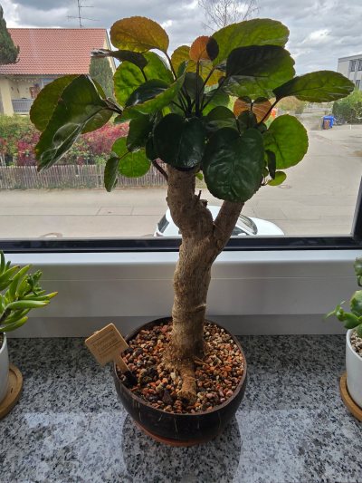 Polynesische Fiederaralie