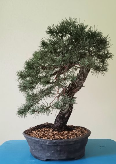 Pinus sylvestris 3