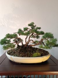 가지치기 및 배선 - 26. 2. 6. - Photo 1/1