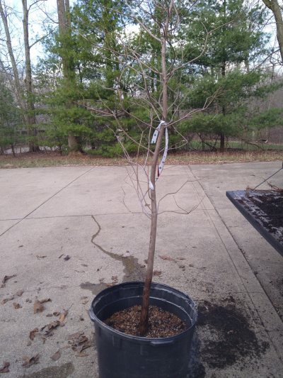 Bald Cypress, tall with root flair