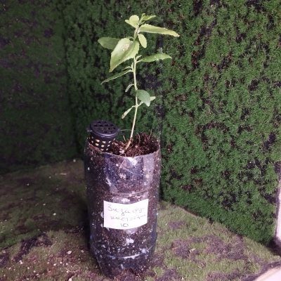 Зизифус настоящий ЗНа10 🌳 ~○⌑△