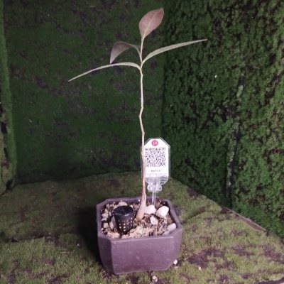 Брахихитон тополевый 🌳 БрТ14