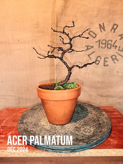 Brother Maple
