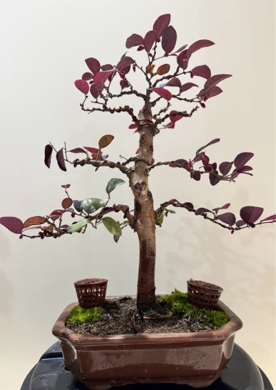 Loropetalum rubro