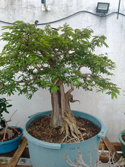 SPINOSA 05