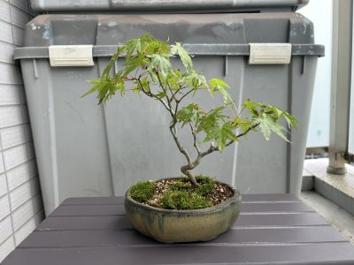 山もみじ1号