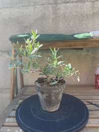 Potatura - 28/07/26 - Photo 1/2