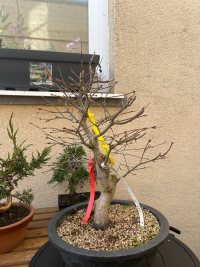 Beschneiden - 05.03.26 - Photo 1/7