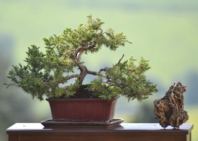 Juniperus Horizontalis