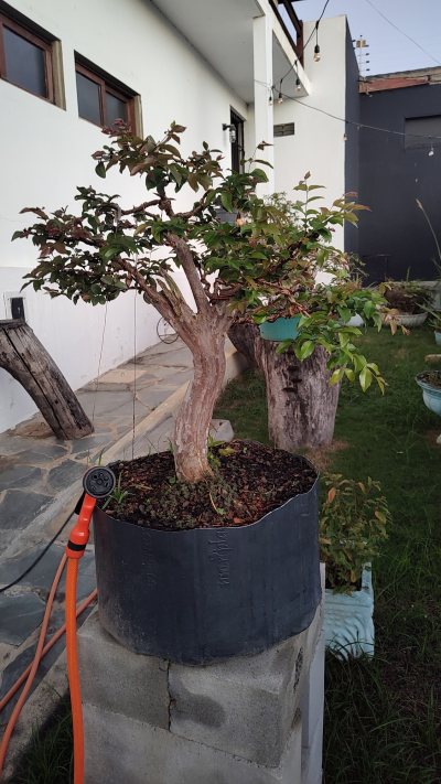 Jaboticaba Tenório 01