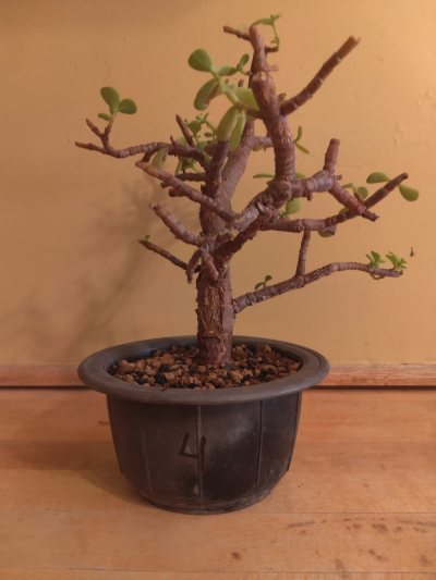 Elephant Food Pre Bonsai 1