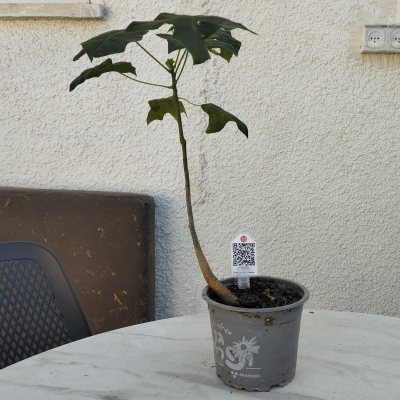 ✓Брахихитон разноцветный 🌳 БрР22