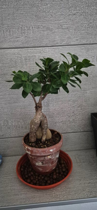 Ficus