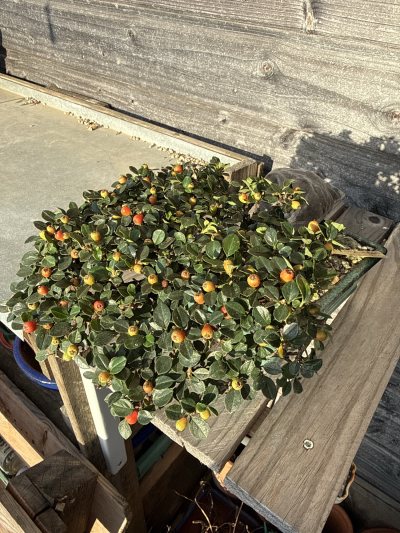 COTONEASTER 1