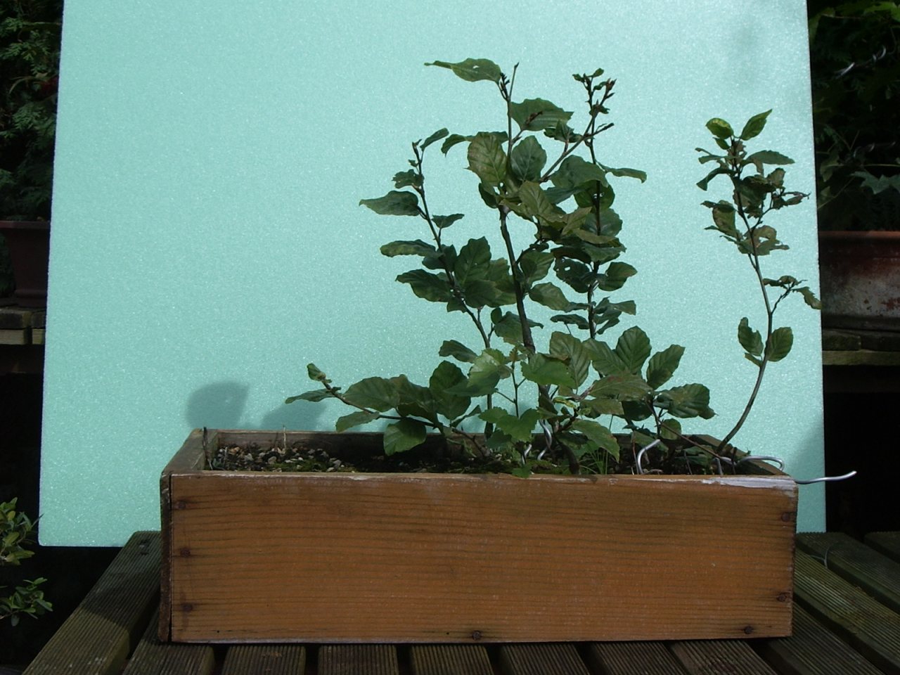 Photo 4