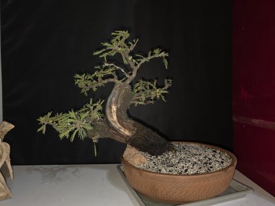 Espinillo 1