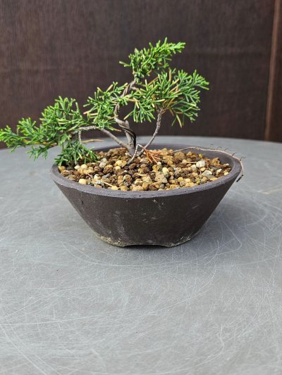 Juniperus chinensis