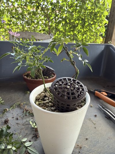 ROSIER 5