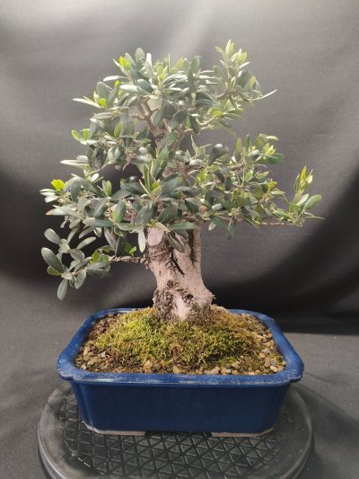 Acebuche Jin