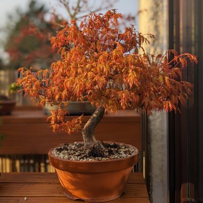 Acer Palmatum - Fächerahorn