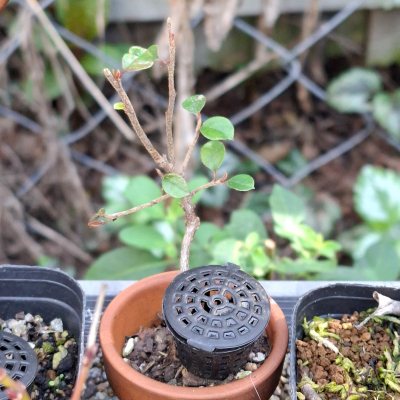 Cotoneaster