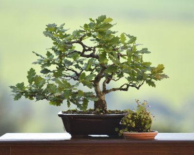 Grand Mother Oak