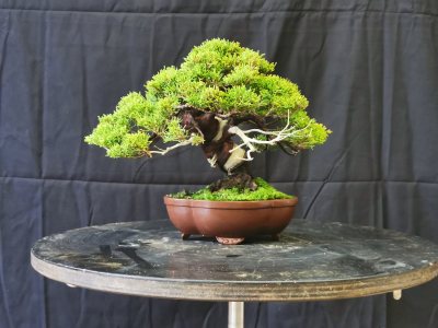 Juniperus itoigawa