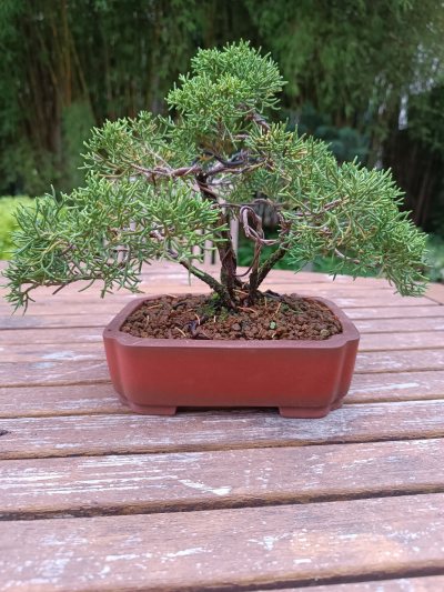 Juniperus chinensis Kishu 051