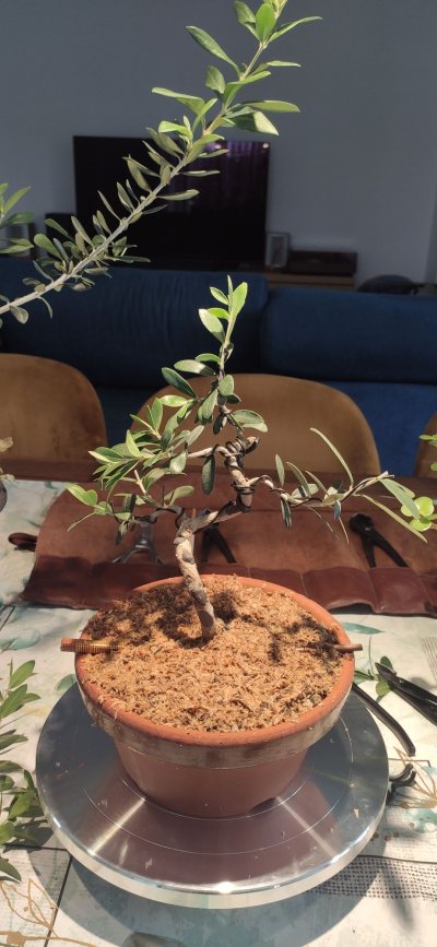 Acebuche 1