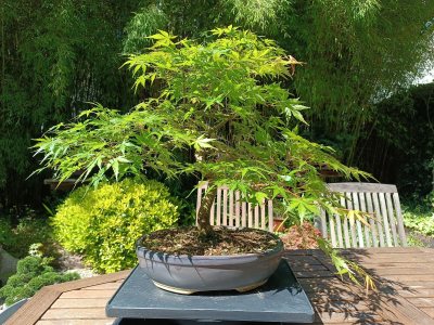 Acer palmatum 024
