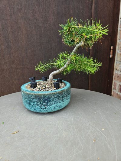 Larix decidua