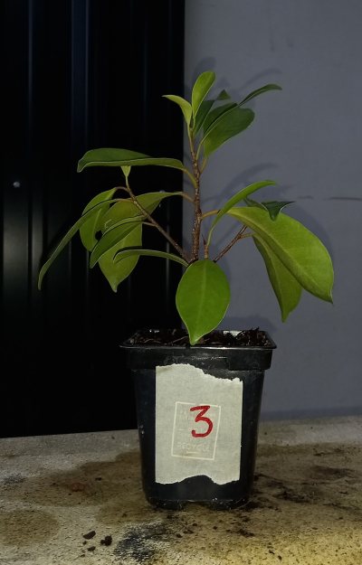 Ficus 3