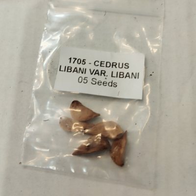 Кедр ливанский семена