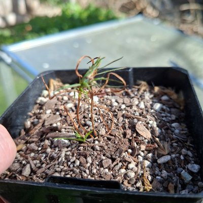 Japanese Black Pine 1