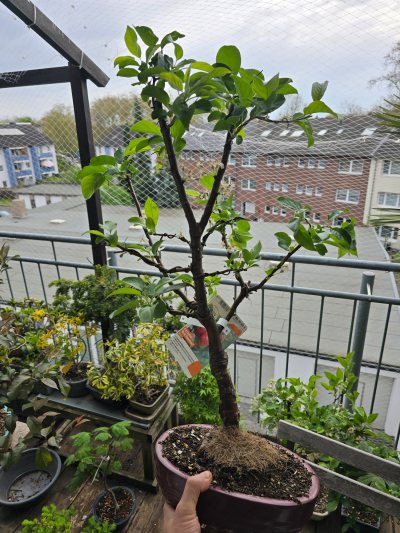 Zierapfel 010 Red Sentinell Malus