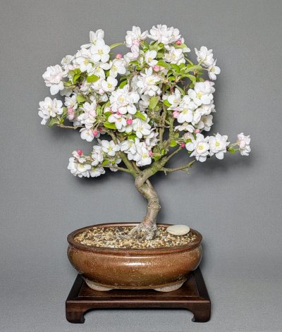Alter Apfel