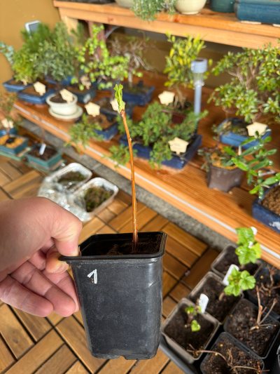 Ginkgo 1