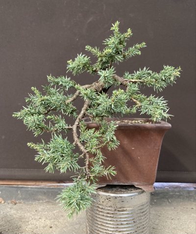 Shohin Genévrier communis Green Carpet
