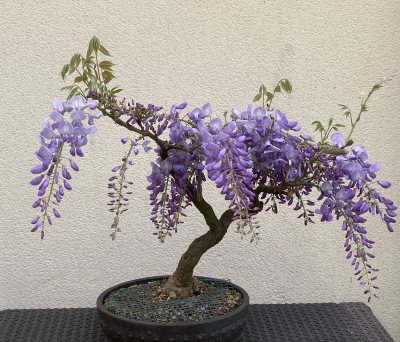 Glycine