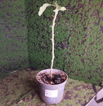 Витания снотворная 03 (Withania somnifera)