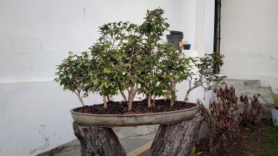 Jabuticaba Bosque