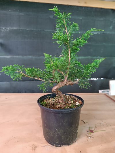 Juniperus Itoigawa 108